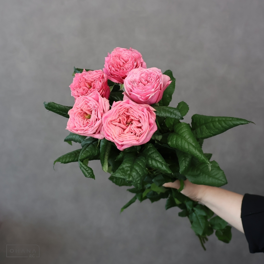 バラ | お花の仕入れならOHANAec