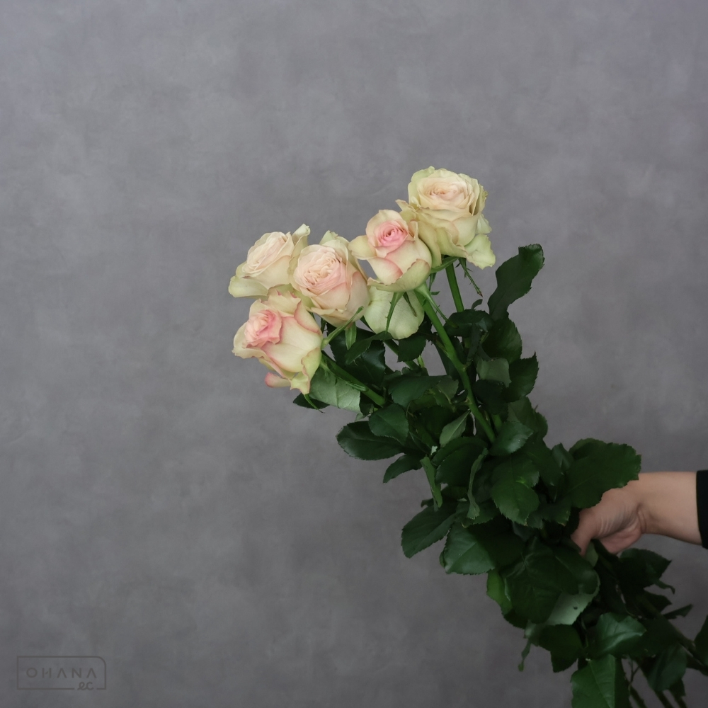 【SALE】バラ茶　パンテオン ※5本束　秀 60cm　※クレーム対象外
