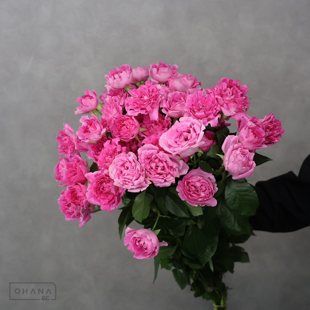【SALE】ＳＰバラピンク　＃ピンクサンゴ　秀 70cm 　※クレーム対象外