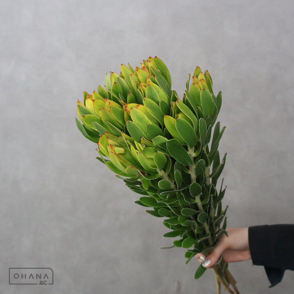 リューカ　レモンカップ　 40cm