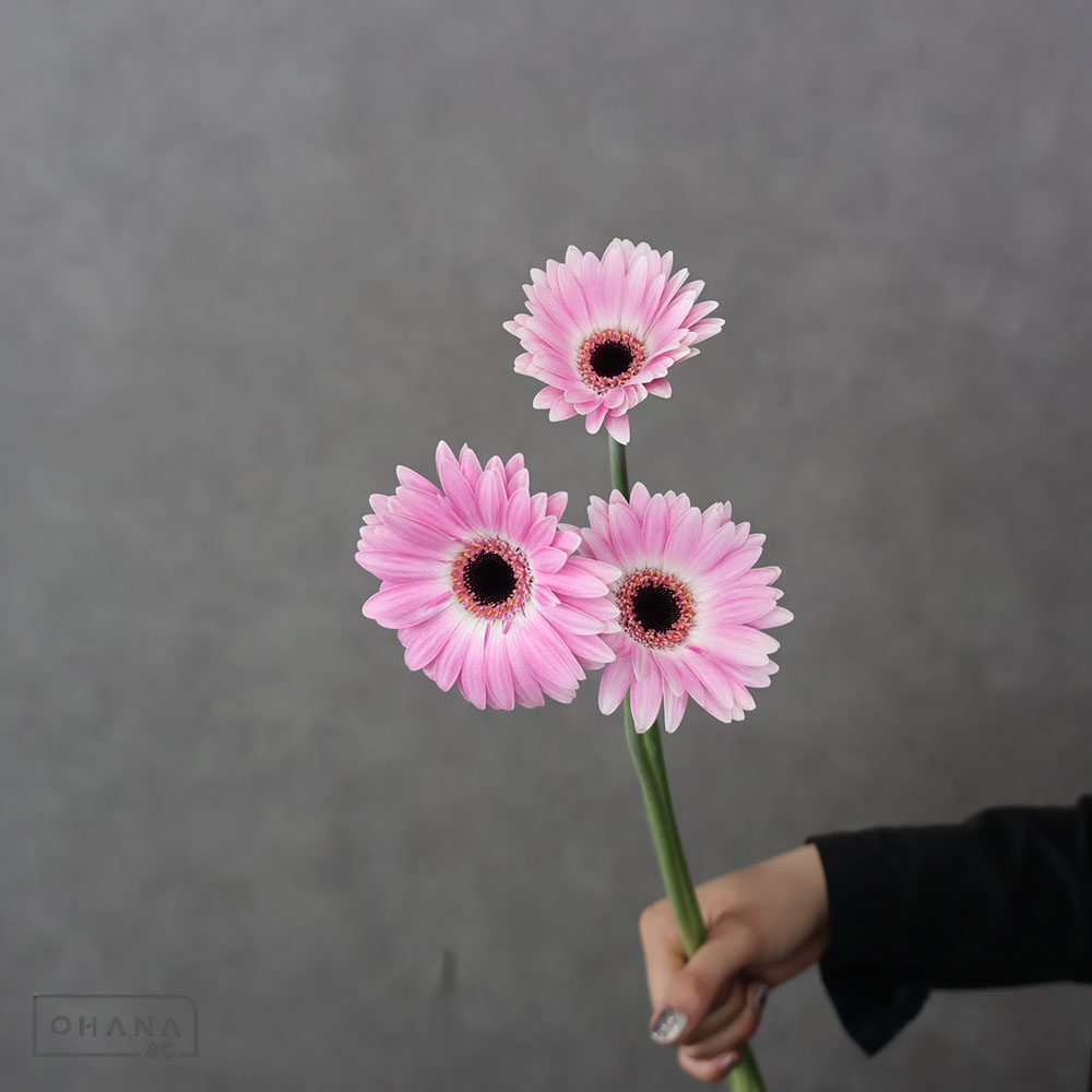 （321）根尾の菊花石赤菊、白菊2点セット 寒菊小菊：桜華（桃系）2.5号ポット の通販 | 園芸ネット