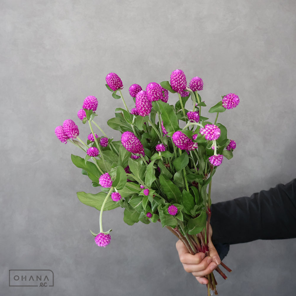 千日紅 ローズネオン秀 40cm