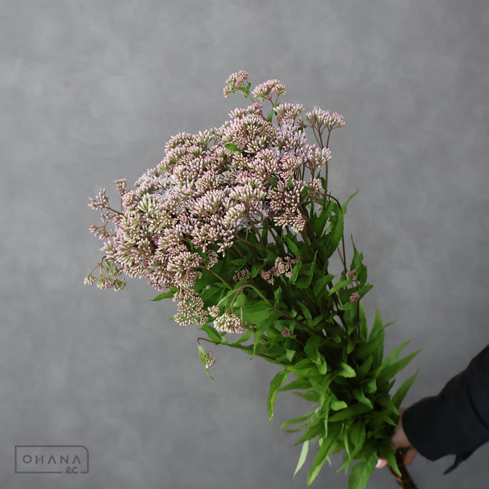 フジバカマ　秀L 80cm 