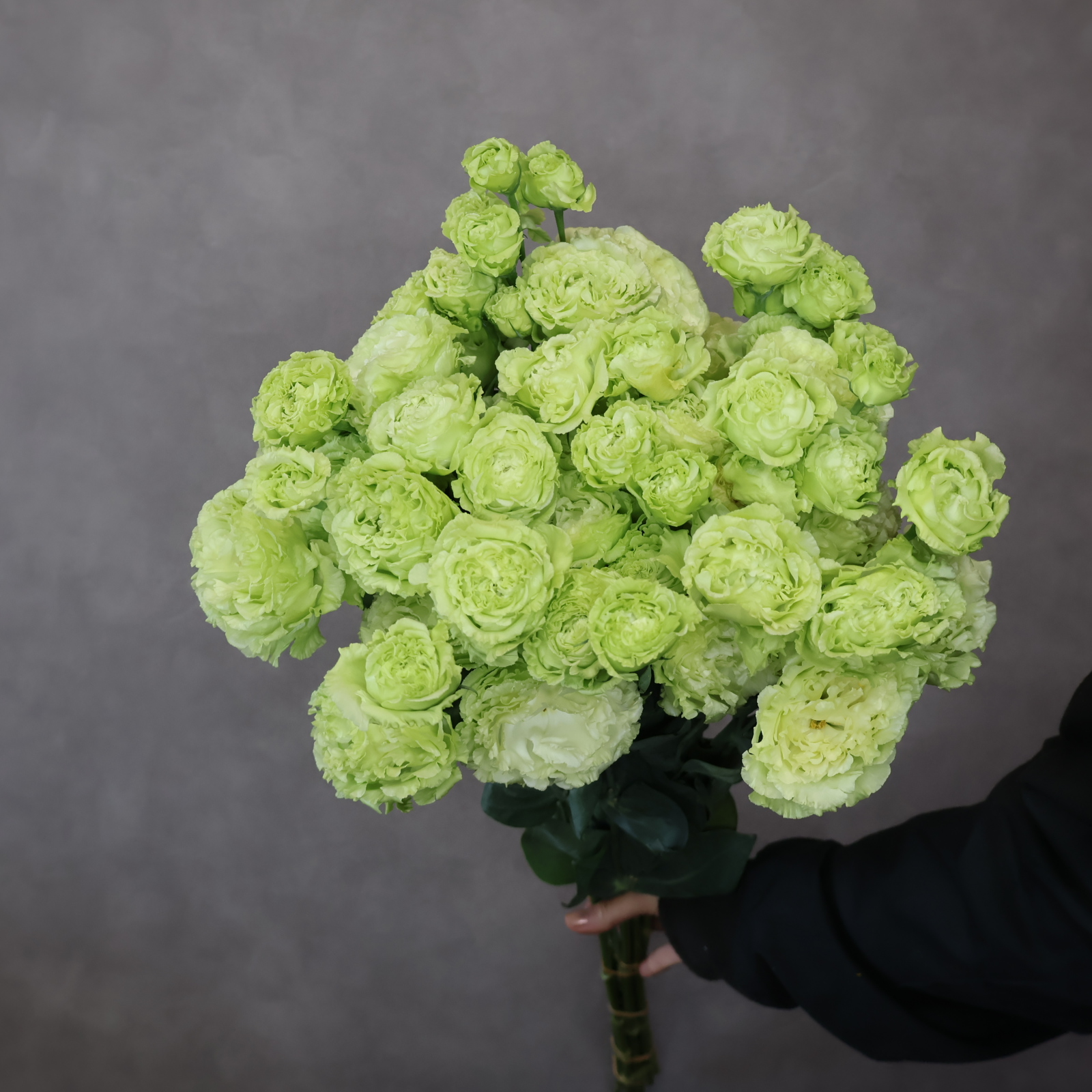 トルコキキョウ緑　アンバーダブルホップ　 70cm 3輪  ※花小さめ