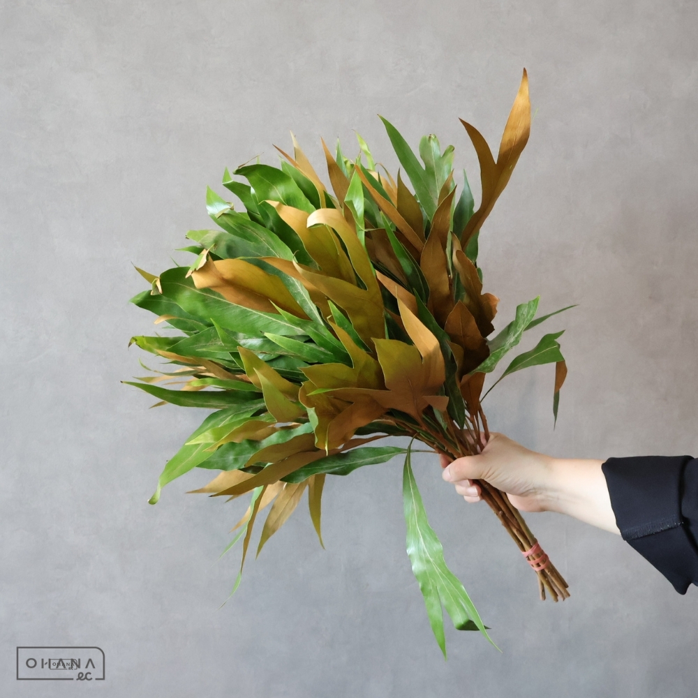 【SALE】グレビレア　ゴールド　 40cm　※クレーム対象外