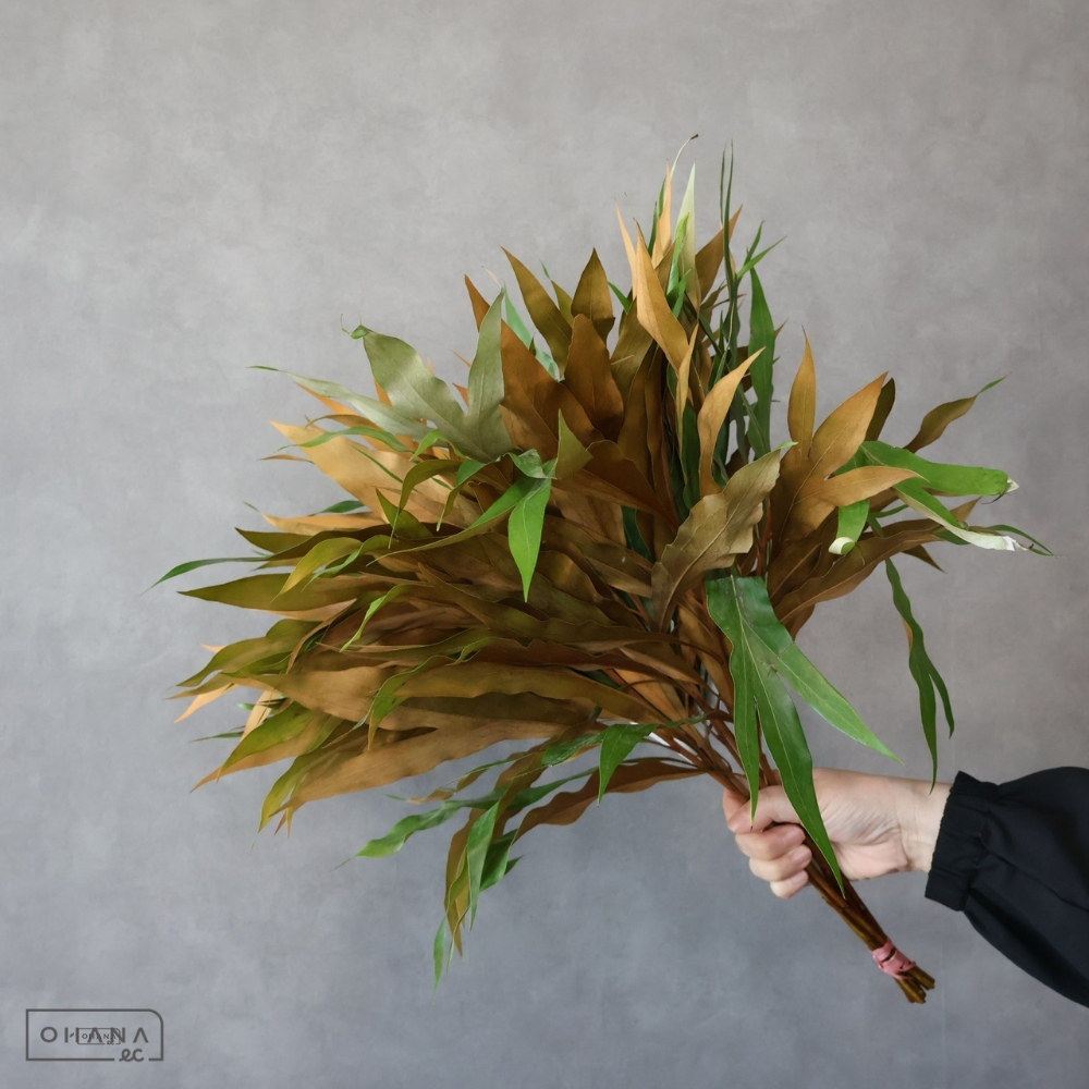 グレビレア　ゴールド　 40cm ｲｽﾗｴﾙ