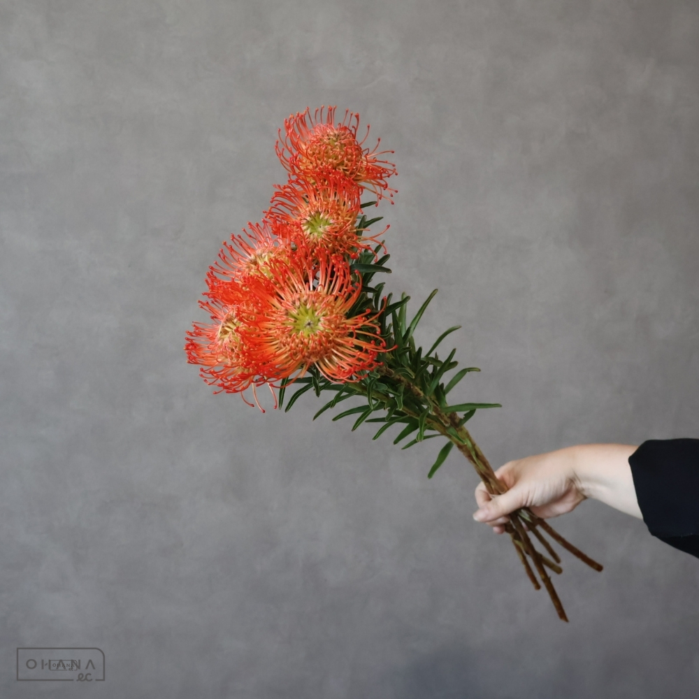 【SALE】ピンクッション サクセション  50cm ※5本束 ※クレーム対象外