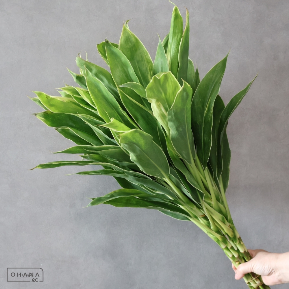 ドラセナ　コーディライン　スノーホワイト　 70cm 