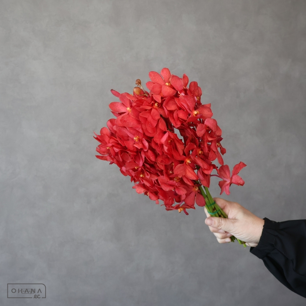 【SALE】バンダモカラ　モカラ　レッド　L 　※クレーム対象外