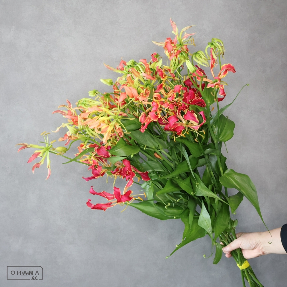 グロリオサ赤　サザンウィンド　秀2L 