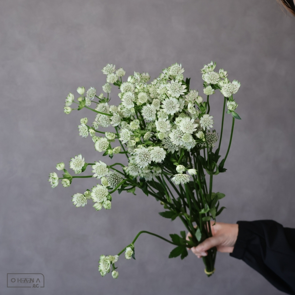 アストランティア　スターオブビリオン　 60cm  ※若干花傷みあり