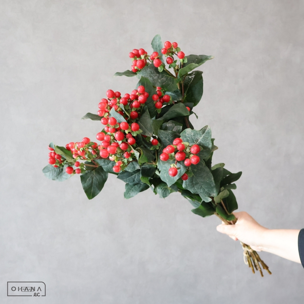 ヒペリカム　トゥルーロマンス　 60cm