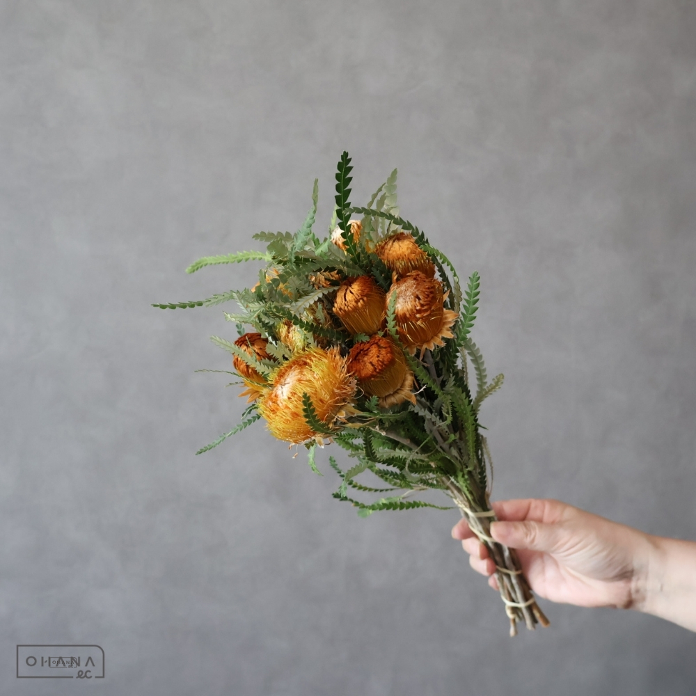 バンクシャー　ドライアンドラフォルモーサ　 40cm