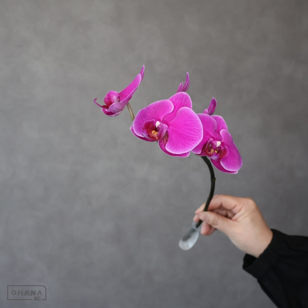 ミディコチョウラン　アメリア　秀 