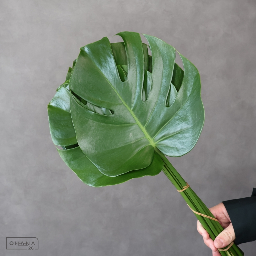 モンステラ　AS 