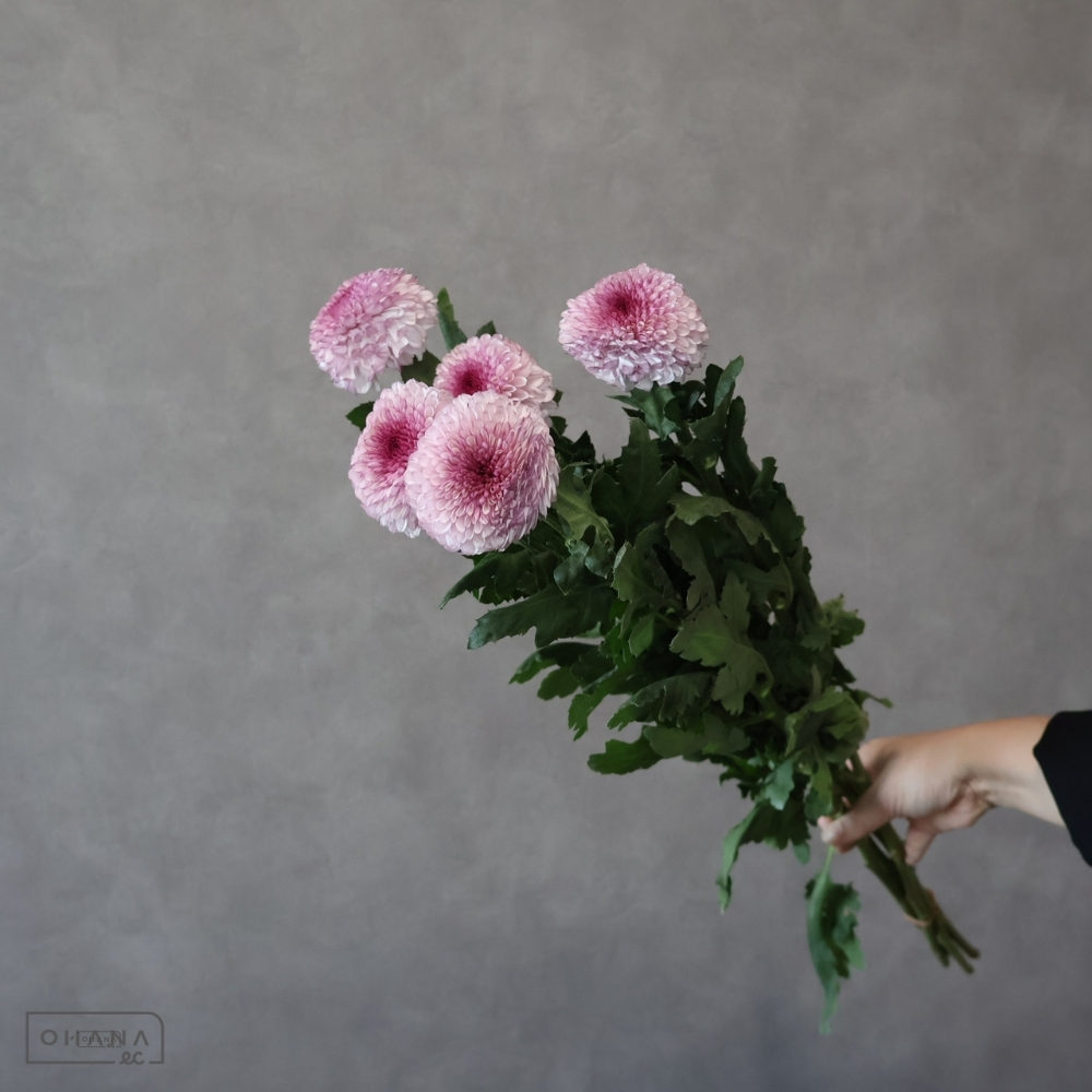 【SALE】ピンポンマム セイブルノ　 70cm※若干葉悪い　※クレーム対象外