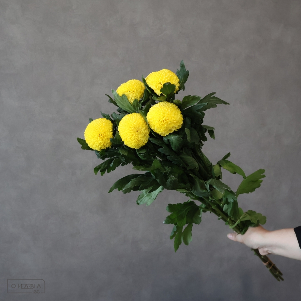 【SALE】ピンポンマム  セイノーマンサニー　 70cm　※クレーム対象外