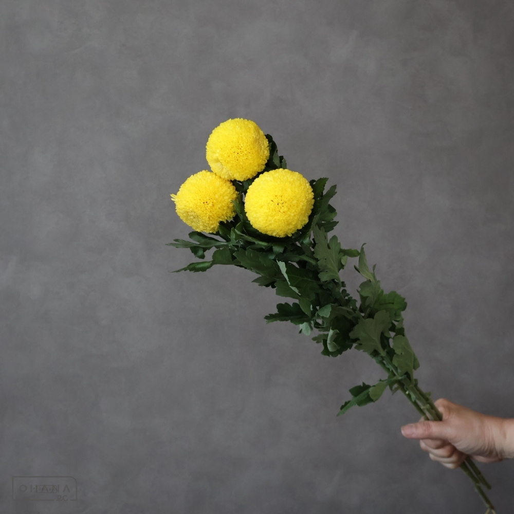 ピンポンマム　イエロー　 