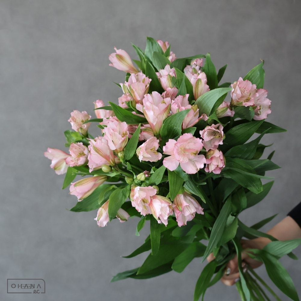 【SALE】アルストロメーリア　プリマドンナ　 65cm※クレーム対象外