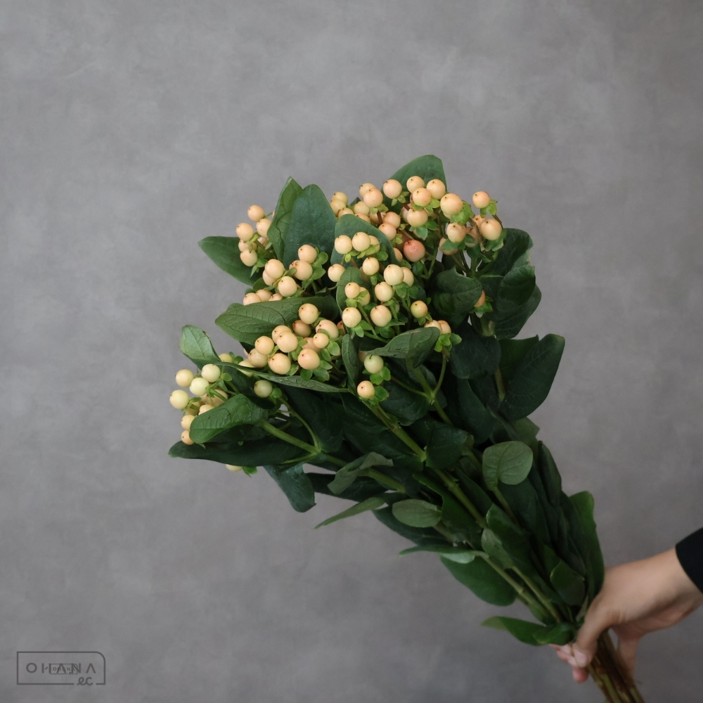 ヒペリカム　メローロマンス　 70cm