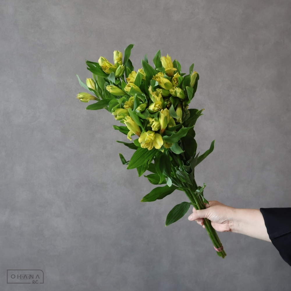 アルストロメリア　ベラスター　 65cm