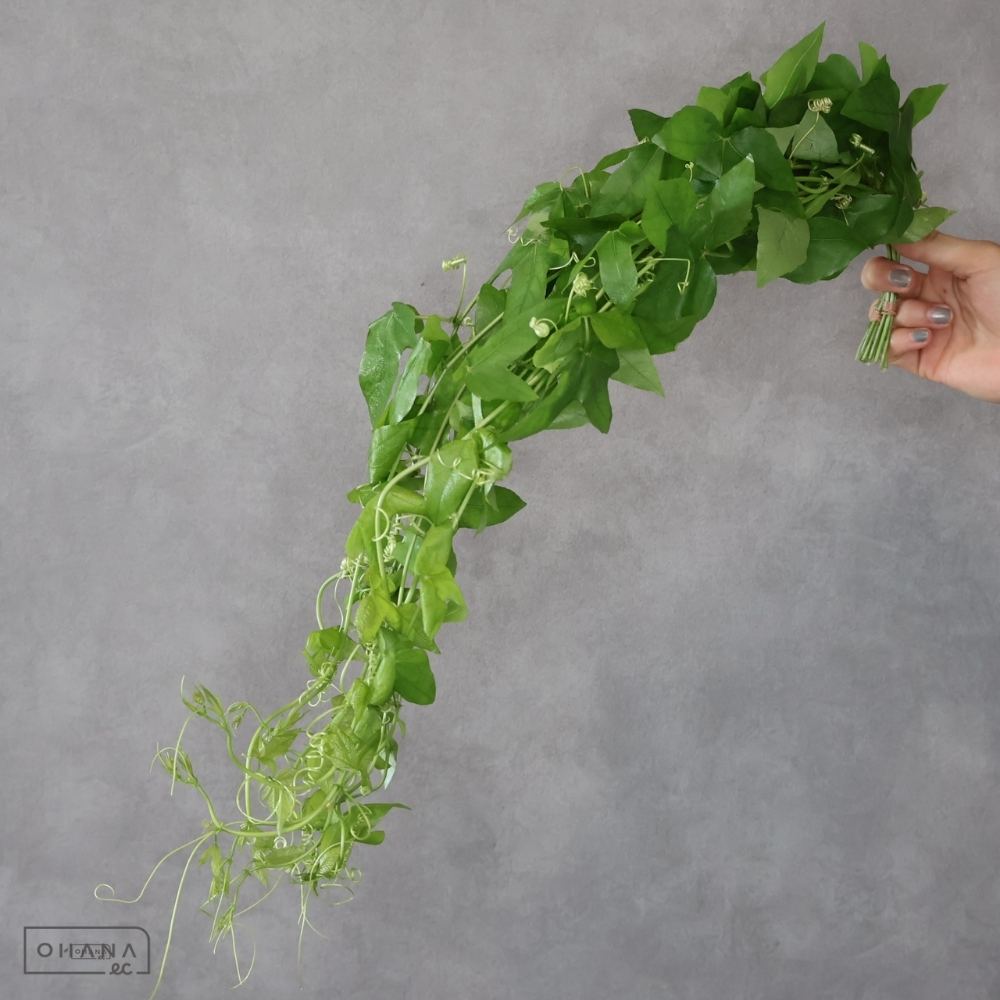 【SALE】時計草 ホープ　 60cm※クレーム対象外