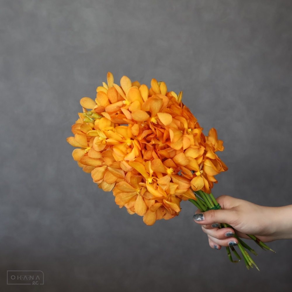 【SALE】バンダモカラ　バンクンティアンオレンジ　L 　※クレーム対象外