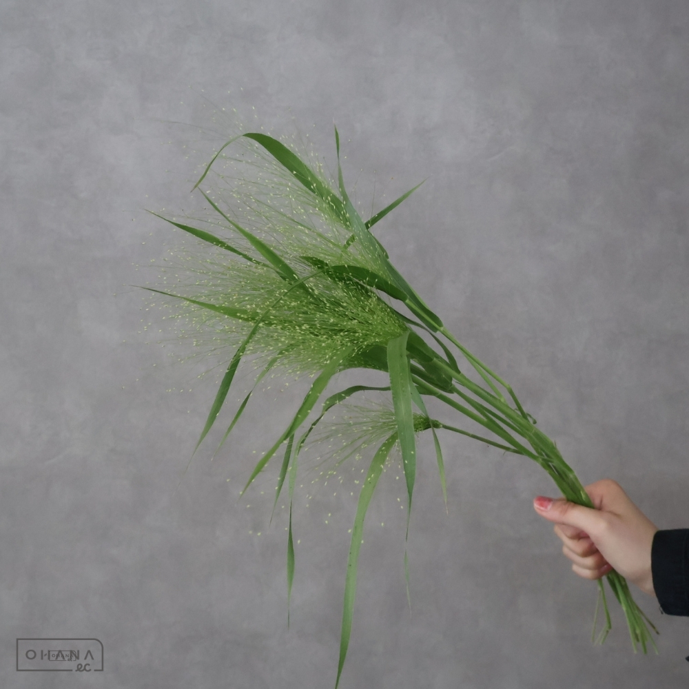 スモークグラス　秀 50cm 