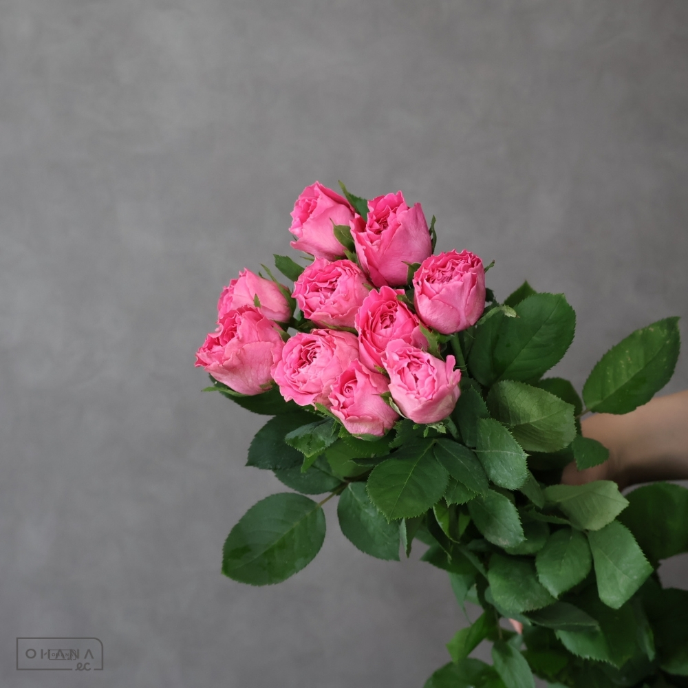 バラピンク　ポムグラニット　秀 40cm 