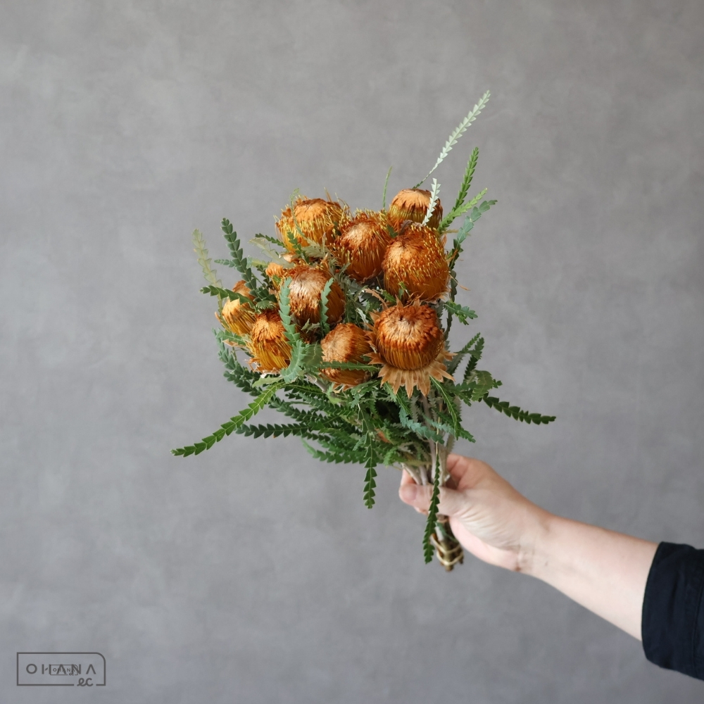 バンクシャー ドライアンドラ フォルモーサ  40cm