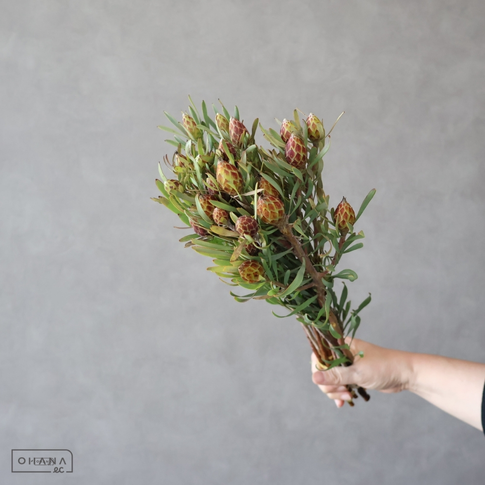 リューカデンドロ　プルモーサムスプレー　 50cm