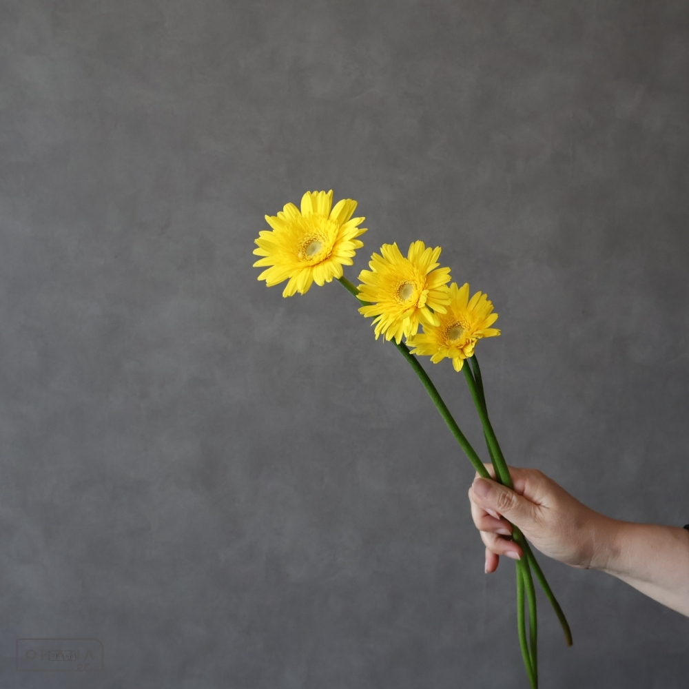 ガーベラ小輪黄　サンディ　M 