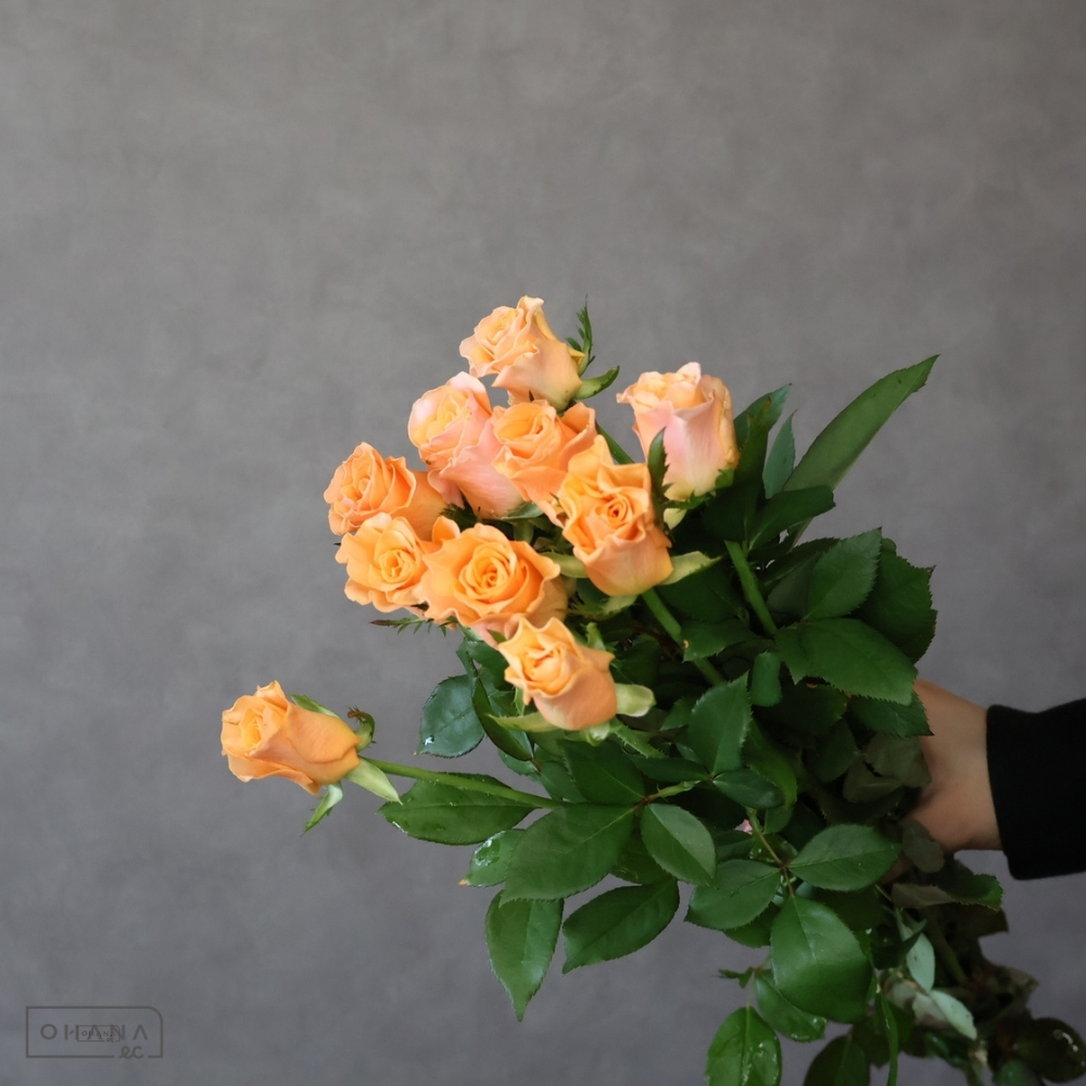 バラ　カルピデューム ※若干花キズあり ※11本束　秀 50cm 