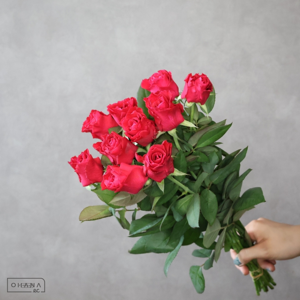 【SALE】バラ赤　ルージュティーク　 55-50㎝　※クレーム対象外