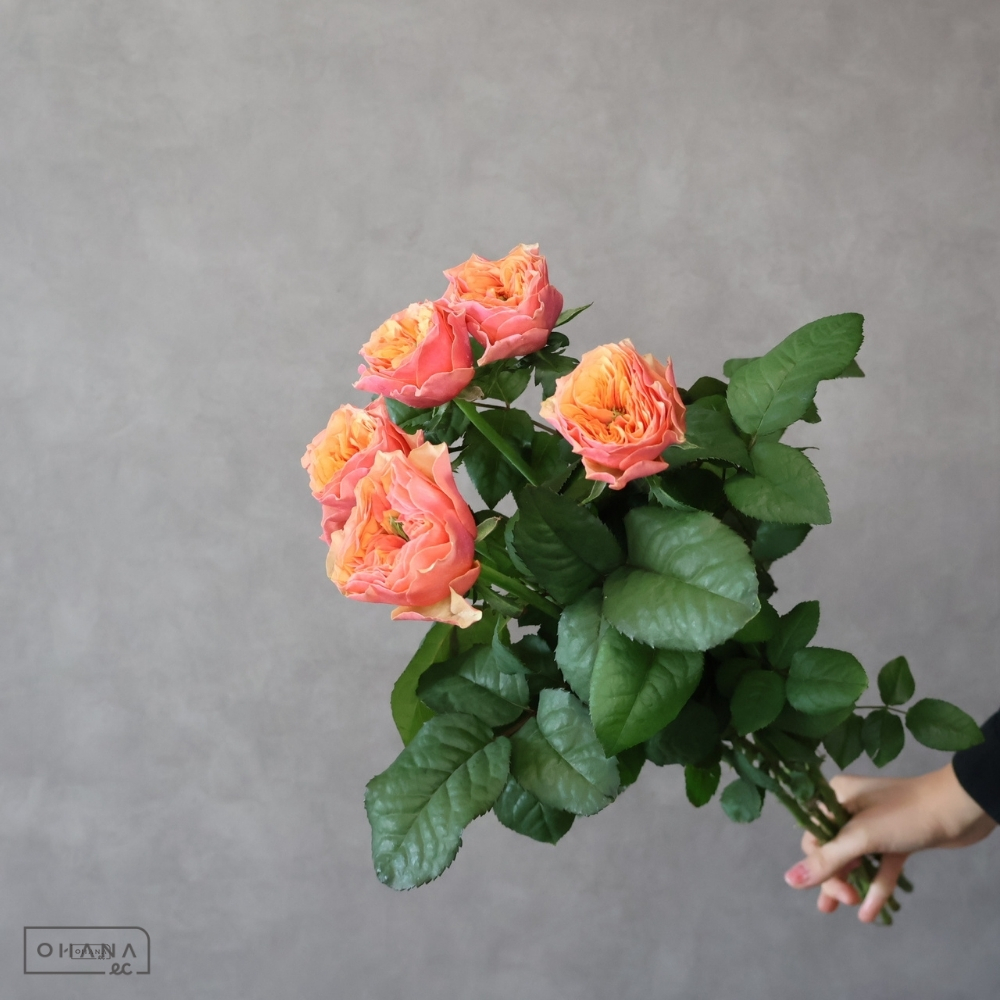 バラオレンジ　ケンジントンガーデン ※5本束秀 60cm