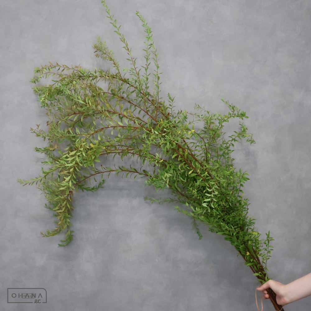 雪柳　紅葉 130cm