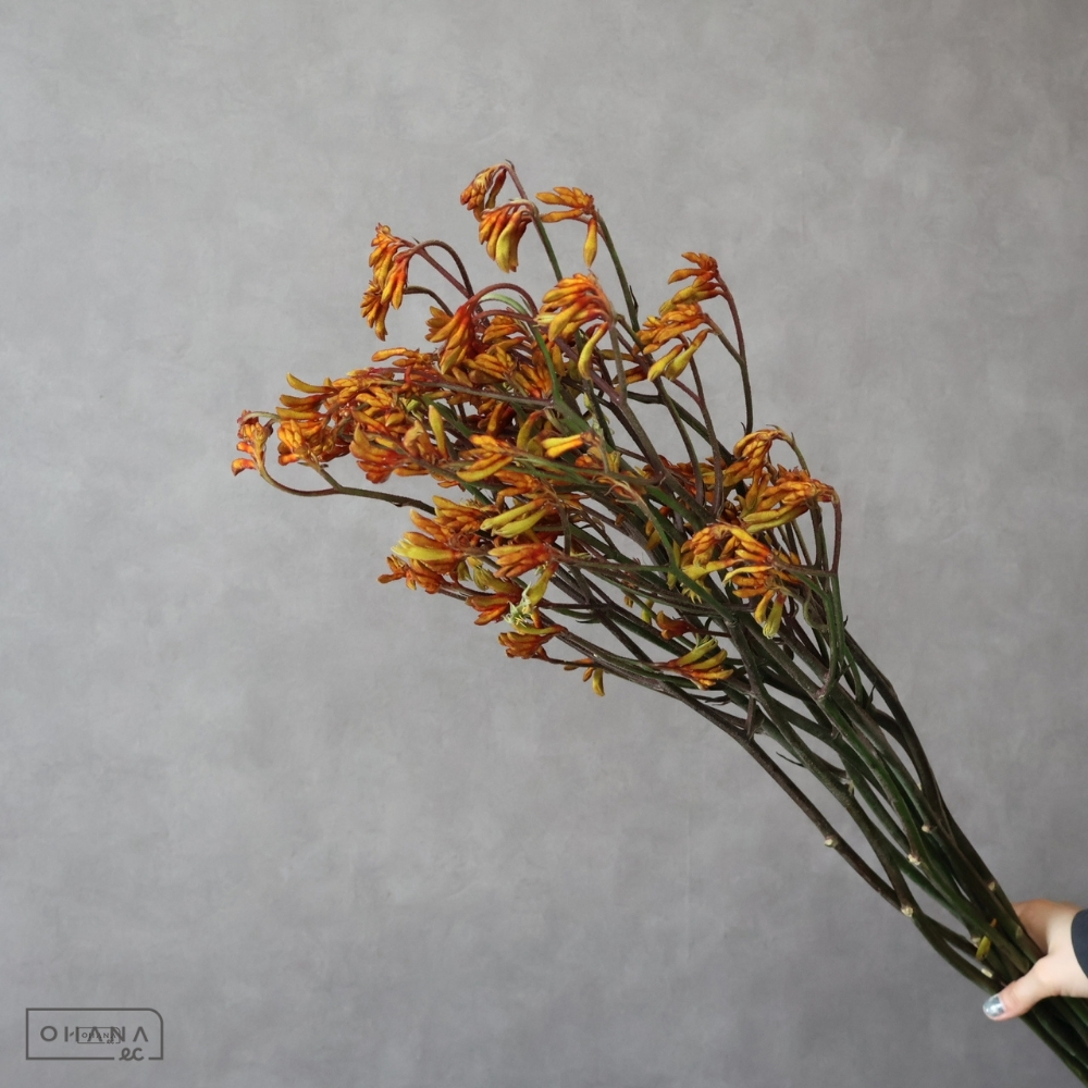 アニゴザンサス　ブッシュサンセット　90cm 