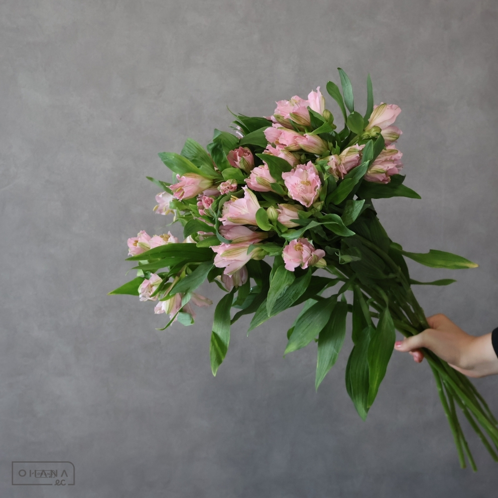 アルストロメリア　プリマドンナ 70cm 