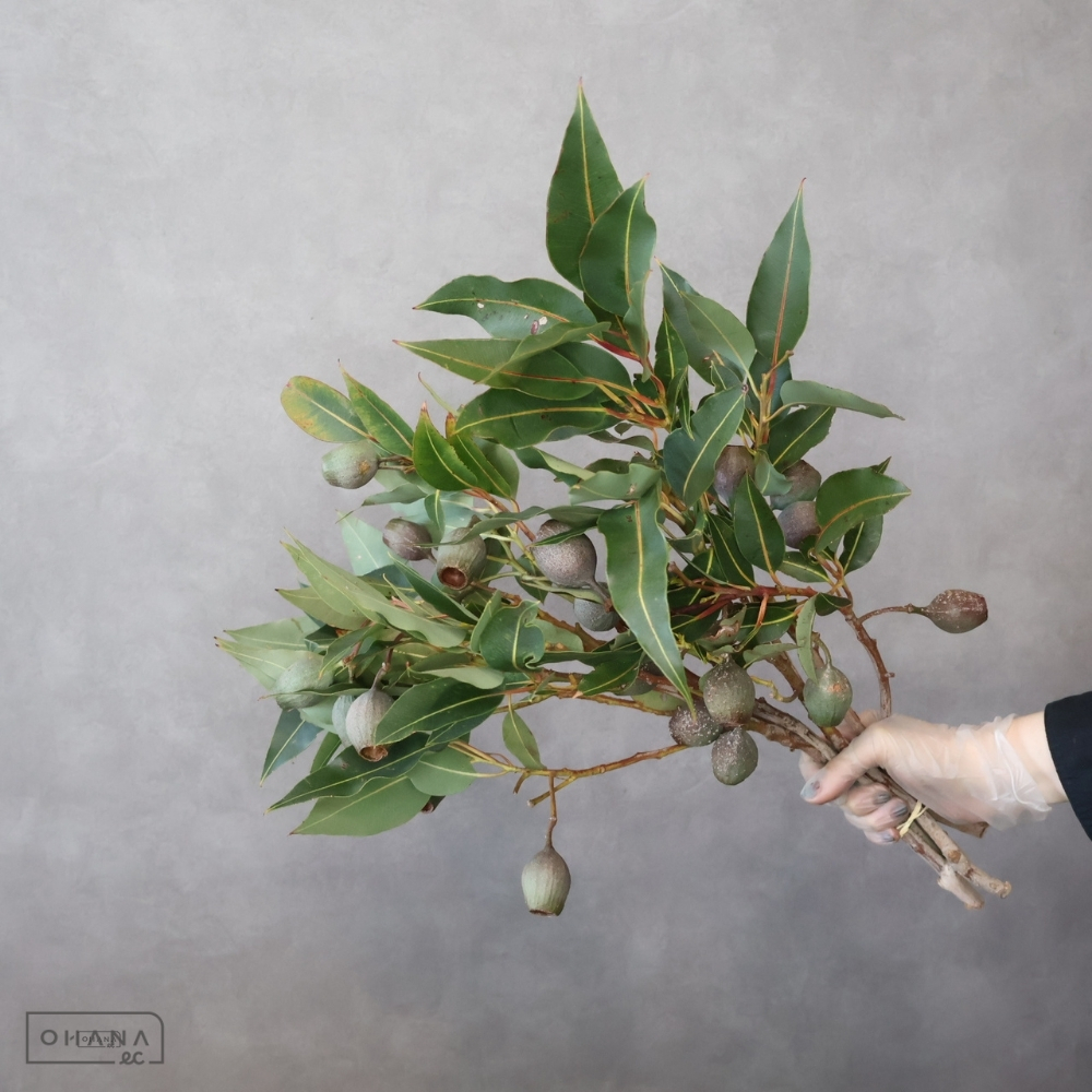 ユーカリ　ベルギーフレッシュ　40cm ※5本束