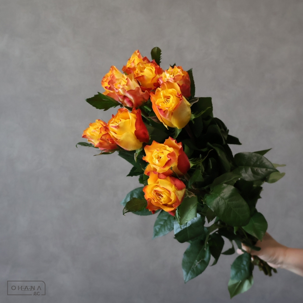 バラ　ダウンタウン  60cm