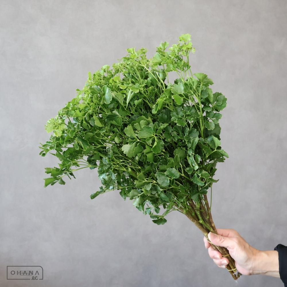 ポリシャス　丸葉　　　 50-55cm