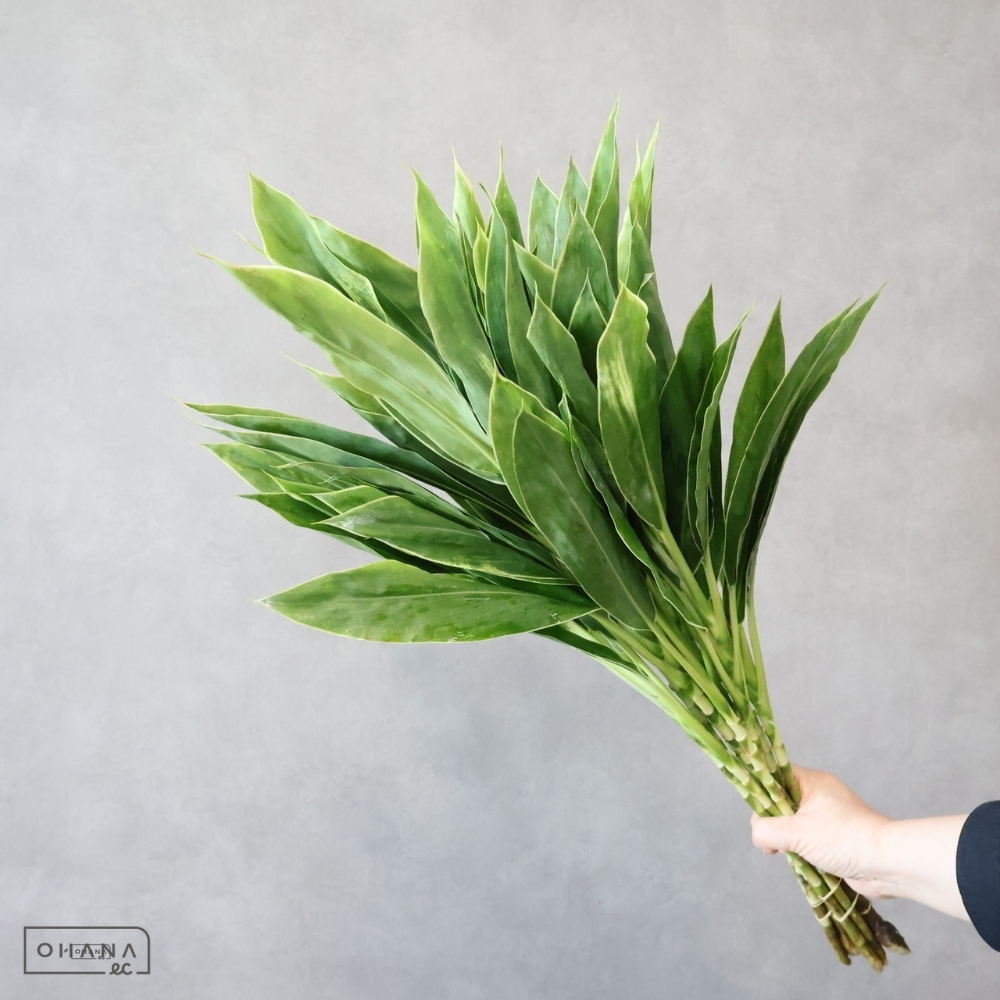 ドラセナ　コーディラインスノーホワイト　 70cm