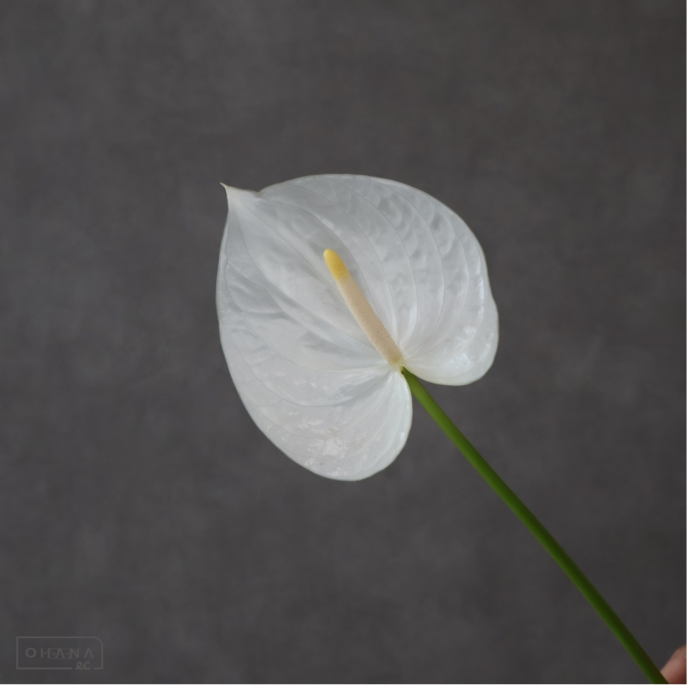 【SALE】アンスリューム白　シンシア　2L  ※少々キズあり※クレーム対象外