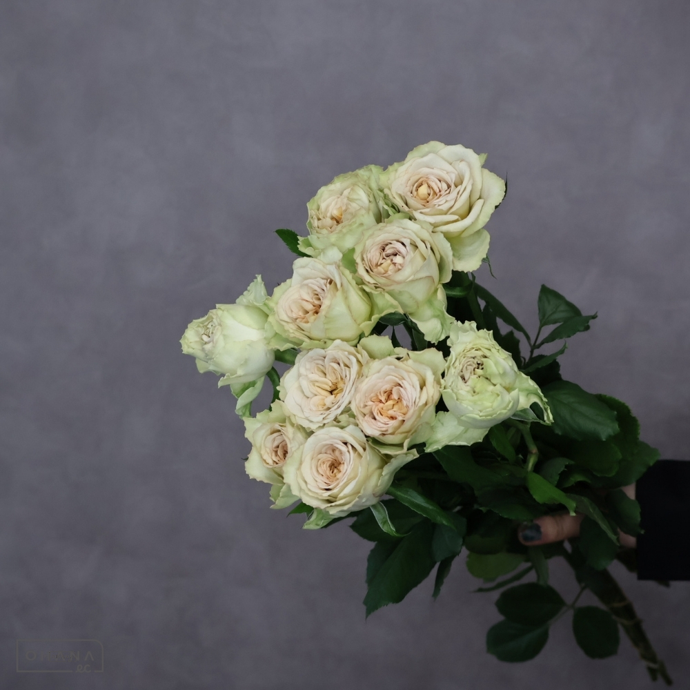 バラ緑　リテラチュール　50-40 