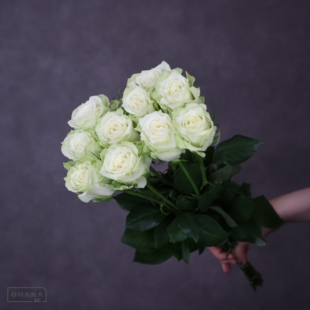 バラ　グリーン　ミントティー　 40cm