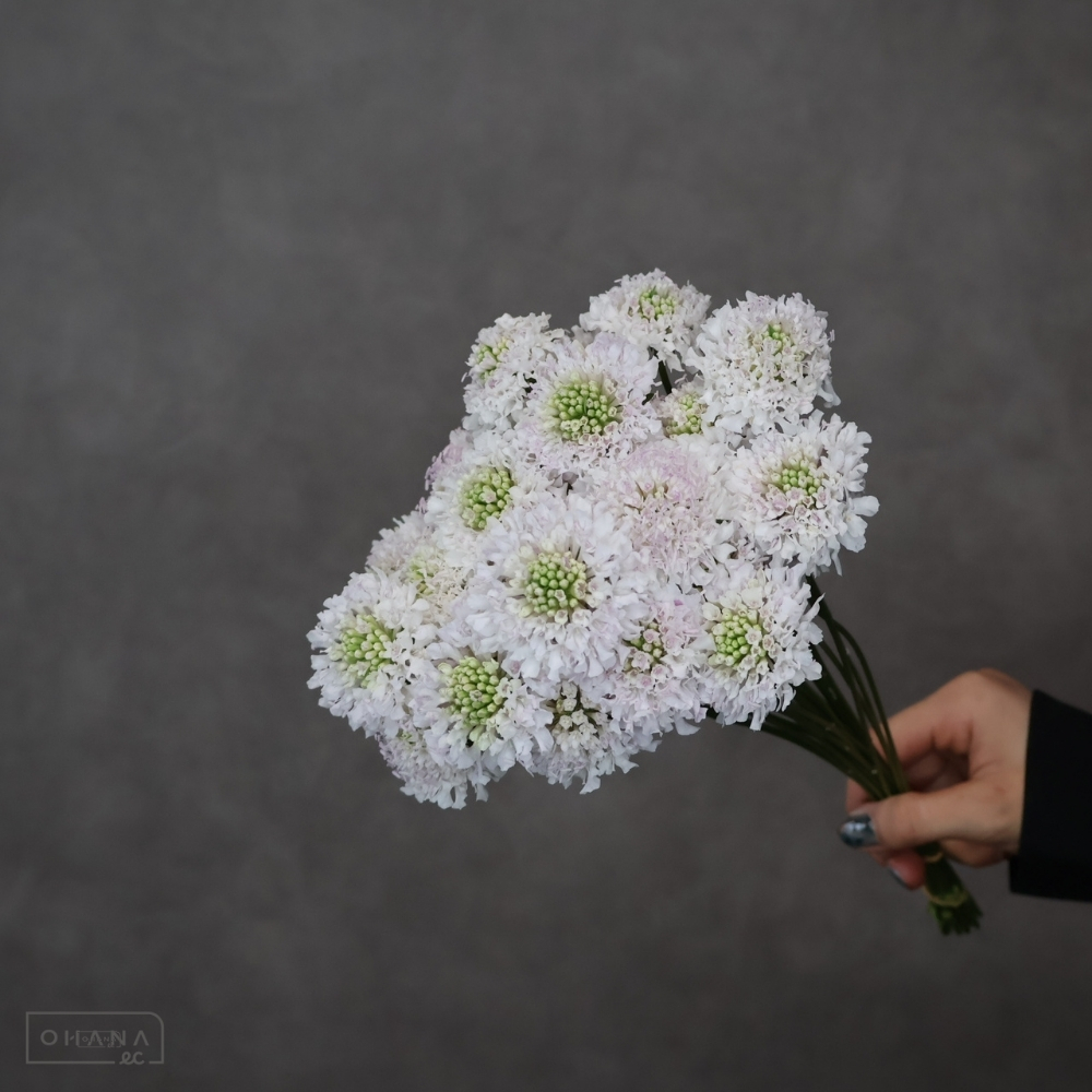 スカピオサ　フリフリサラ　秀 30cm ※25本束