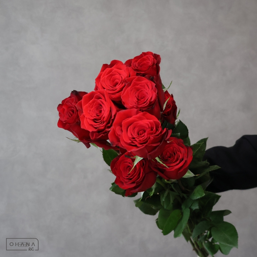 バラ赤　フリーダム　 