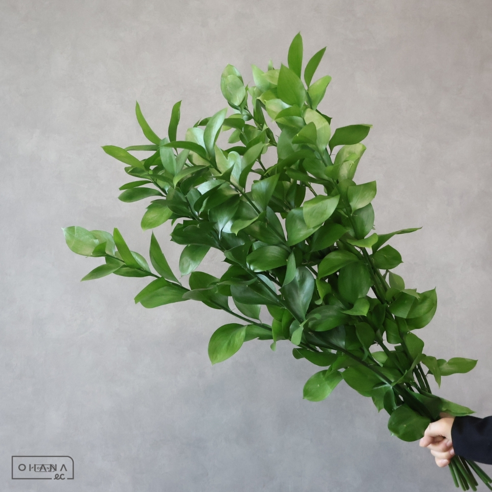 丸葉ルスカス　 70cm 