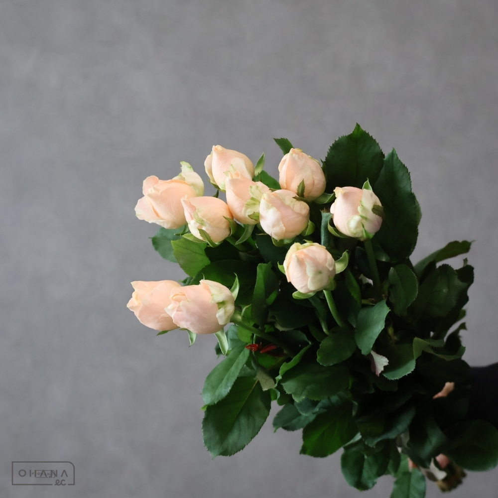 【SALE】バラオレンジ　アプリコットファンデーション　35cm 　※クレーム対象外