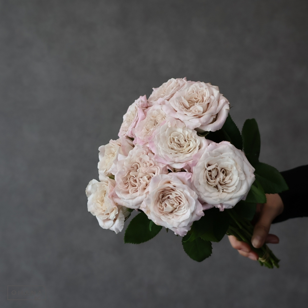 バラピンク　ウェストミンスタ－アビー 　秀 50cm